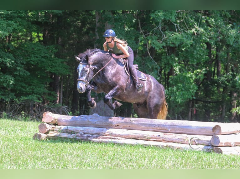 Frisones Mestizo Caballo castrado 5 años 170 cm Tordo in Clover, SC