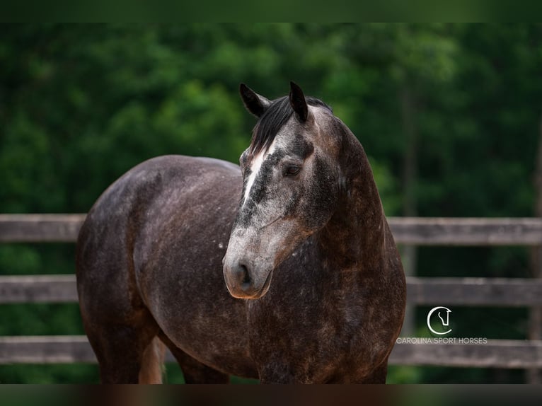 Frisones Mestizo Caballo castrado 5 años 170 cm Tordo in Clover, SC