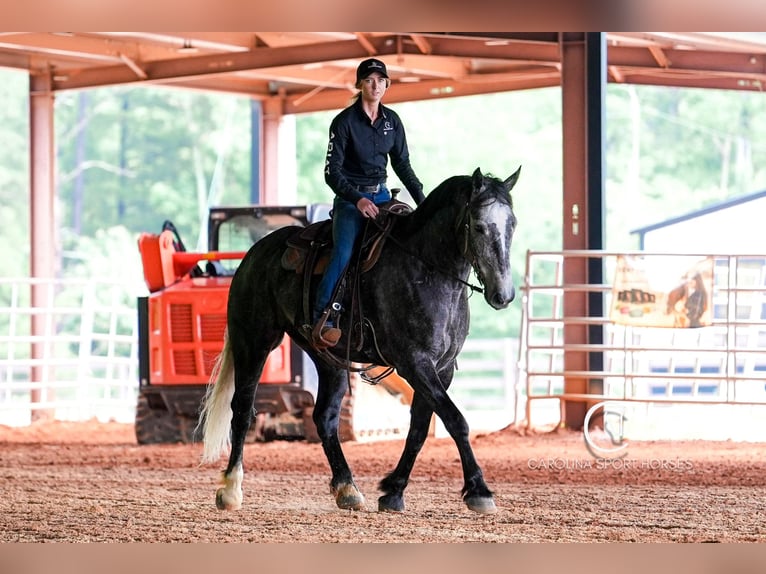 Frisones Mestizo Caballo castrado 5 años 170 cm Tordo in Clover, SC