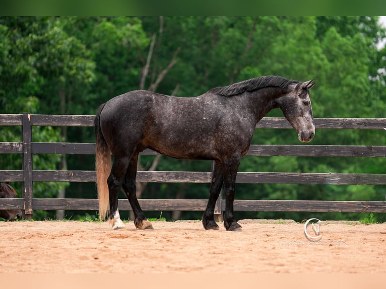 Frisones Mestizo Caballo castrado 5 años 170 cm Tordo in Clover, SC