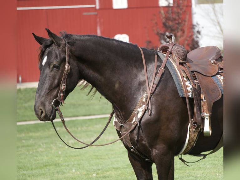 Frisones Mestizo Caballo castrado 5 años 173 cm Negro in Fresno