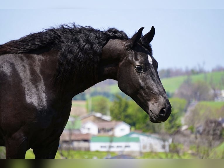 Frisones Mestizo Caballo castrado 5 años 173 cm Negro in Fresno