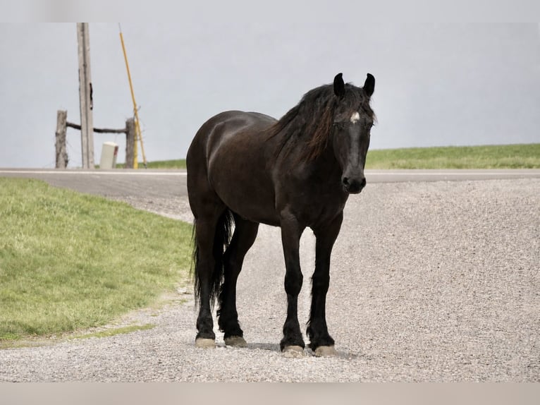 Frisones Mestizo Caballo castrado 5 años 173 cm Negro in Fresno