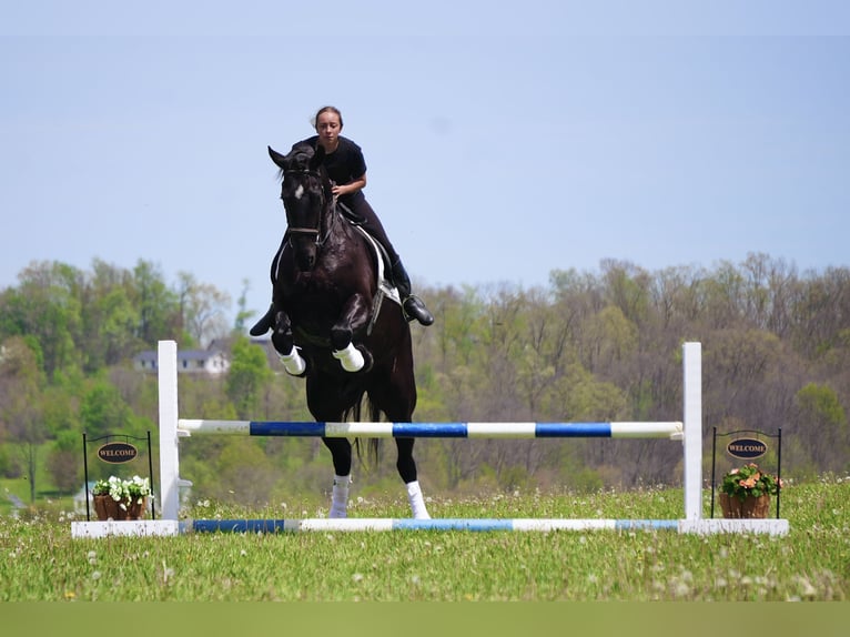 Frisones Mestizo Caballo castrado 5 años 173 cm Negro in Fresno