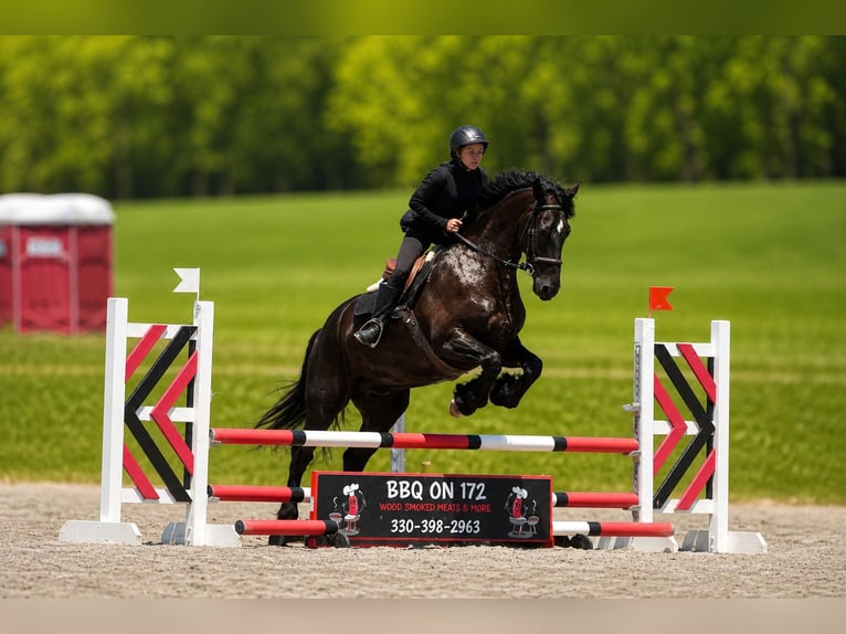 Frisones Mestizo Caballo castrado 5 años 173 cm Negro in Fresno