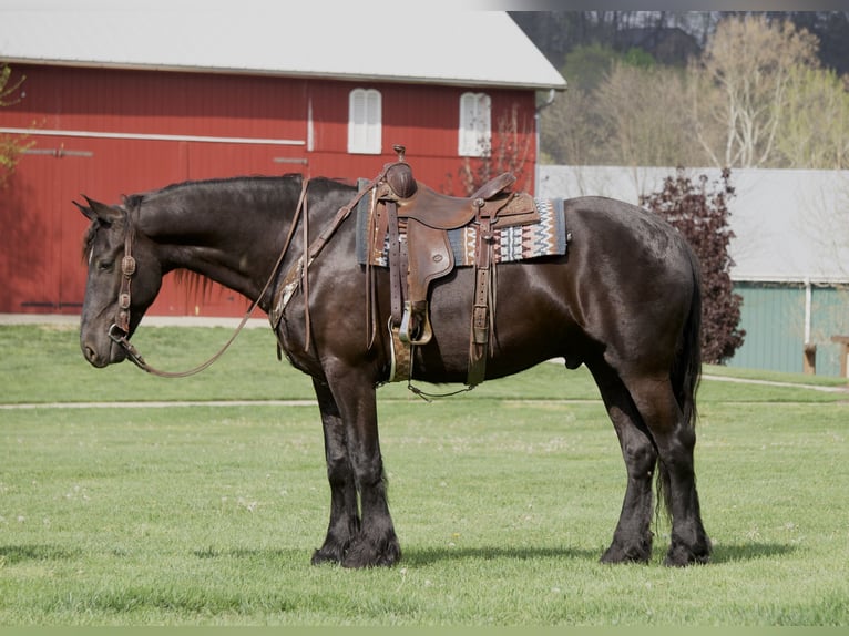 Frisones Mestizo Caballo castrado 5 años 173 cm Negro in Fresno