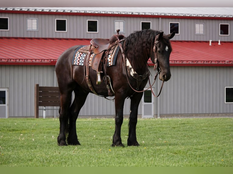 Frisones Mestizo Caballo castrado 5 años 173 cm Negro in Fresno
