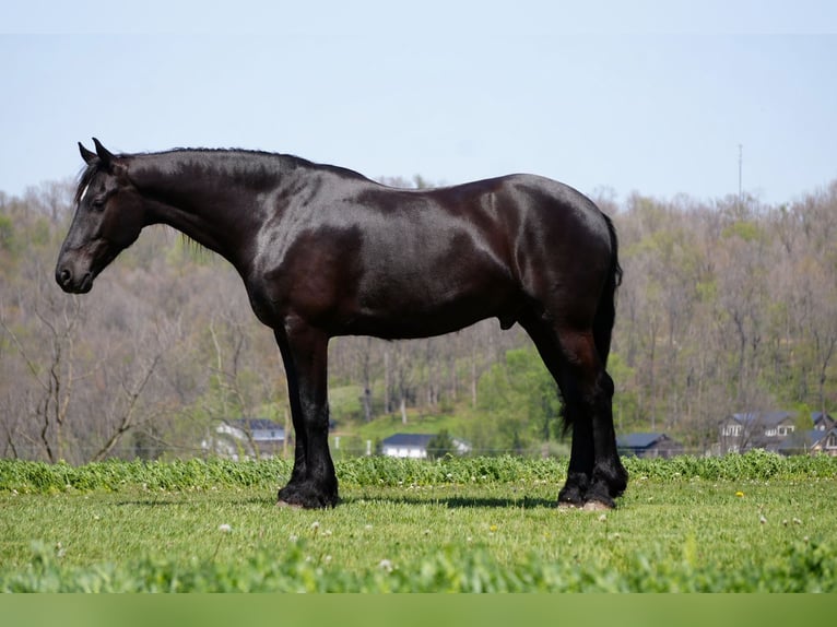 Frisones Mestizo Caballo castrado 5 años 173 cm Negro in Fresno