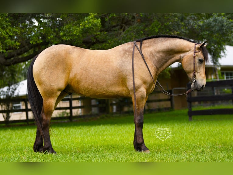 Frisones Mestizo Caballo castrado 5 años Buckskin/Bayo in Ocala