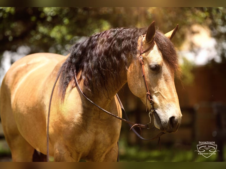 Frisones Mestizo Caballo castrado 5 años Buckskin/Bayo in Ocala