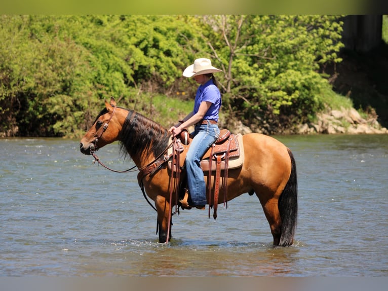 Frisones Mestizo Caballo castrado 5 años Buckskin/Bayo in Clarion, PA