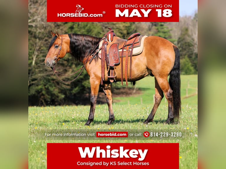 Frisones Mestizo Caballo castrado 5 años Buckskin/Bayo in Clarion, PA