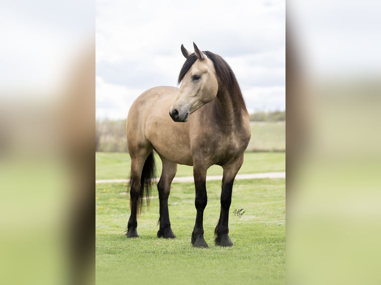 Frisones Mestizo Caballo castrado 5 años Buckskin/Bayo in Dennison, MN