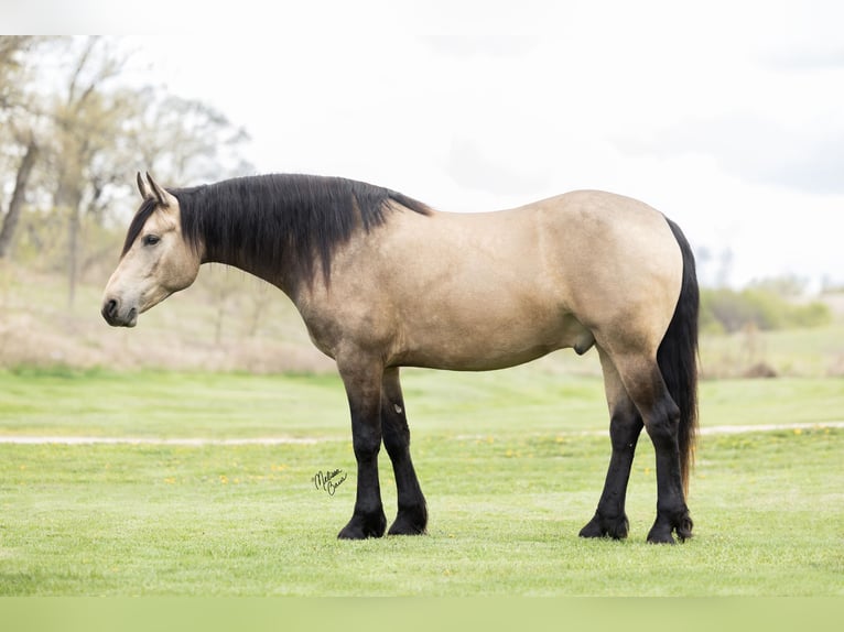 Frisones Mestizo Caballo castrado 5 años Buckskin/Bayo in Dennison, MN