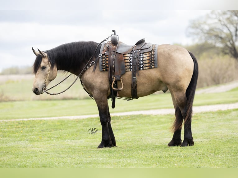Frisones Mestizo Caballo castrado 5 años Buckskin/Bayo in Dennison, MN