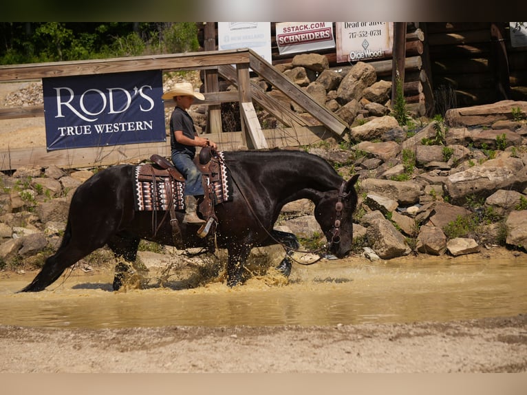 Frisones Mestizo Caballo castrado 5 años Negro in Fresno