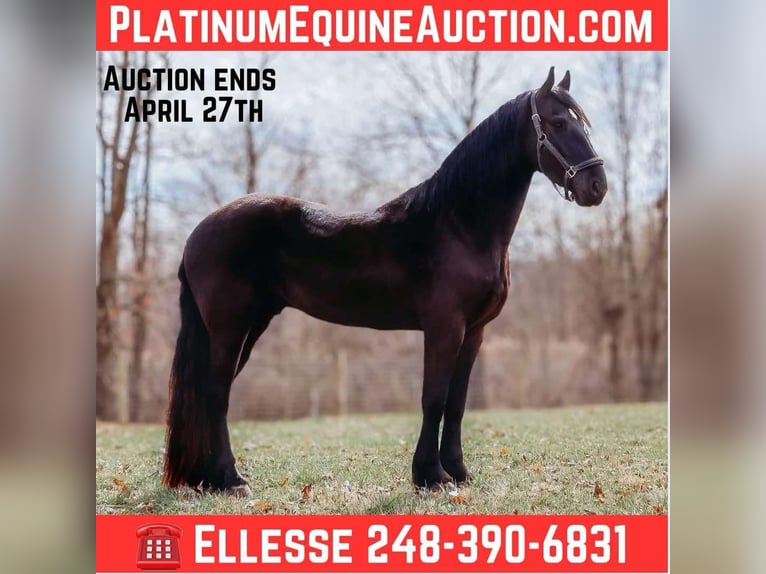 Frisones Caballo castrado 5 años Negro in Howell, MI