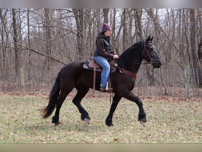 Frisones Caballo castrado 5 años Negro in Howell, MI