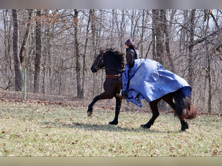 Frisones Caballo castrado 5 años Negro in Howell, MI
