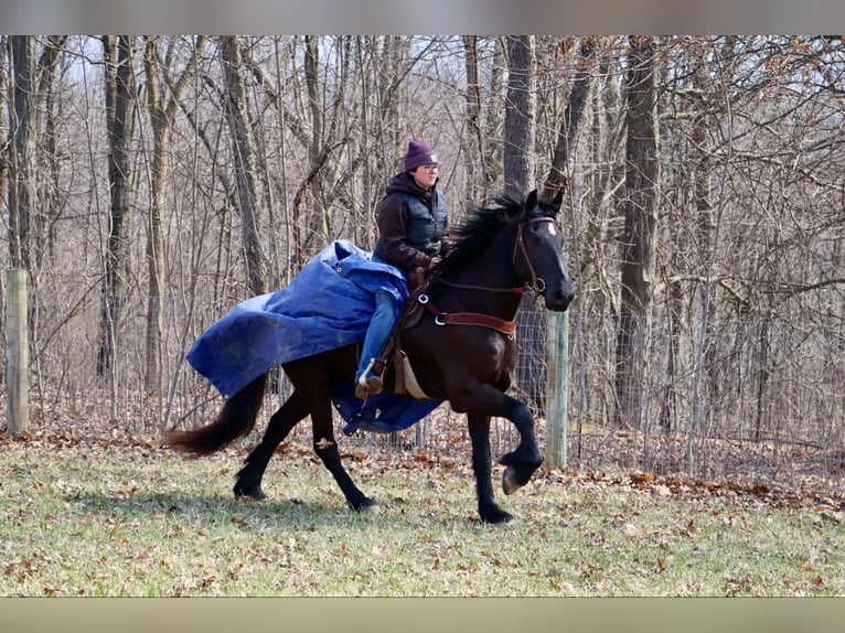 Frisones Caballo castrado 5 años Negro in Howell, MI