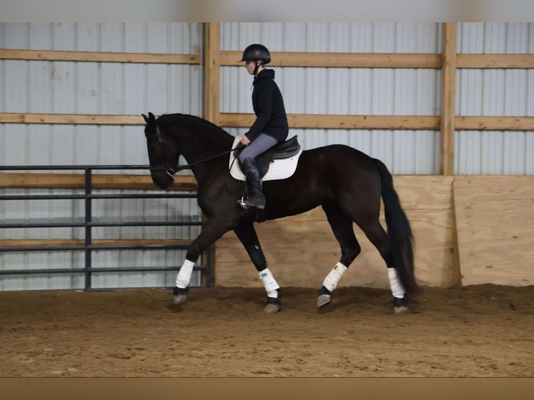 Frisones Caballo castrado 5 años Negro in Howell, MI