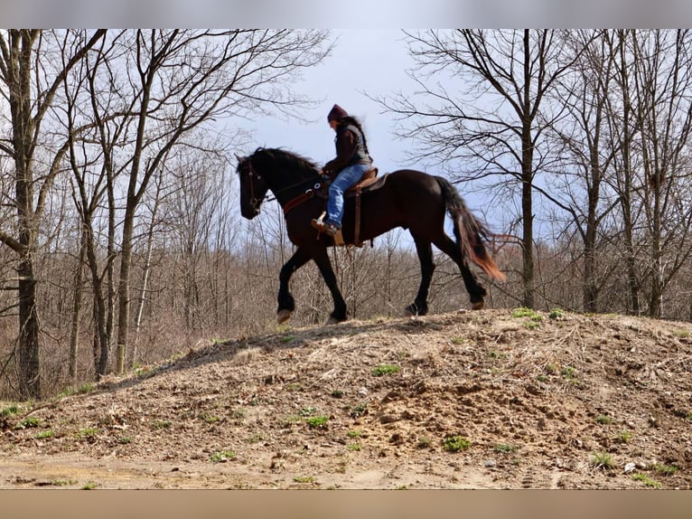 Frisones Caballo castrado 5 años Negro in Howell, MI