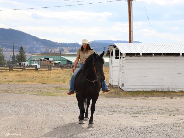 Frisones Caballo castrado 5 años Negro in Wendell