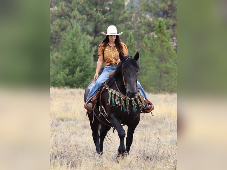Frisones Caballo castrado 5 años Negro in Wendell