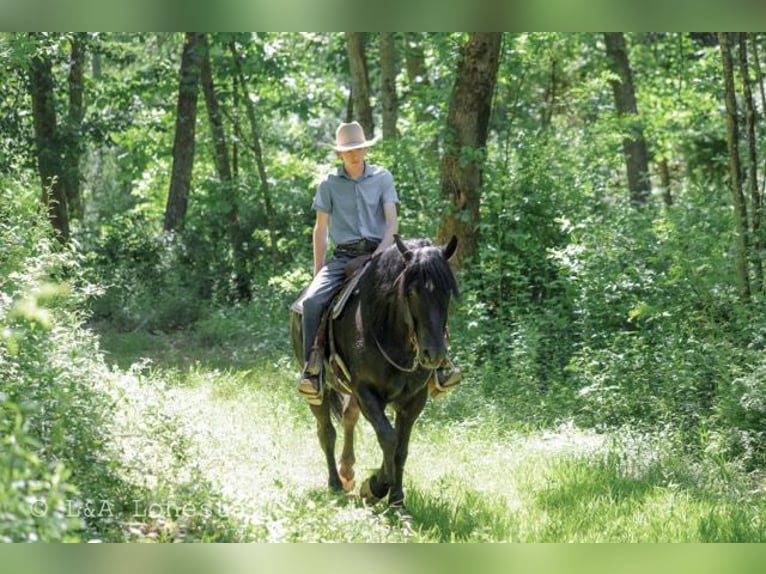 Frisones Mestizo Caballo castrado 5 años Negro in Needmore