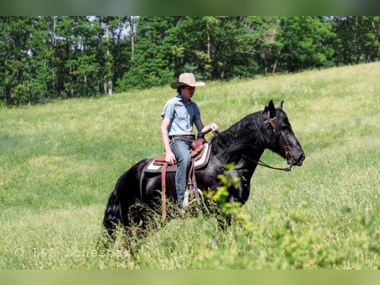 Frisones Mestizo Caballo castrado 5 años Negro in Needmore