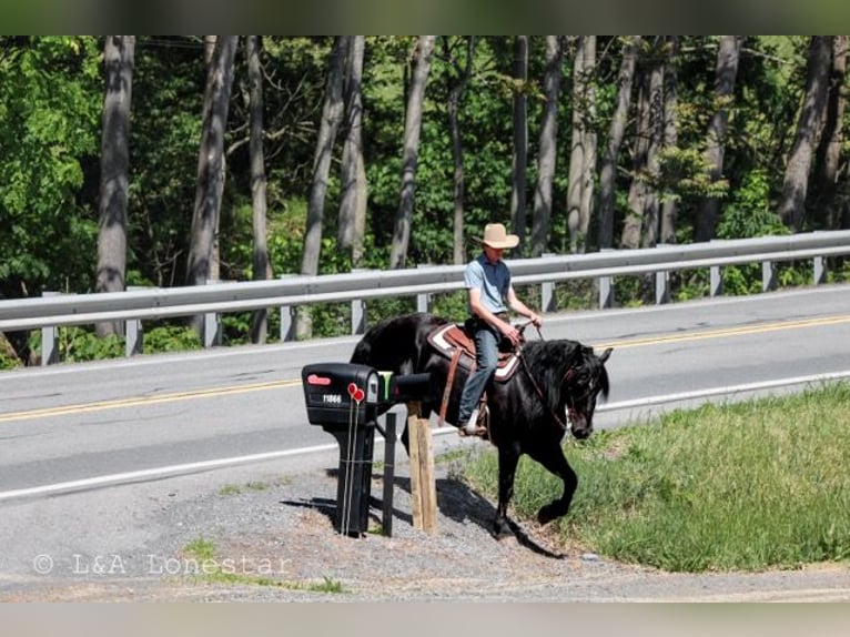 Frisones Mestizo Caballo castrado 5 años Negro in Needmore