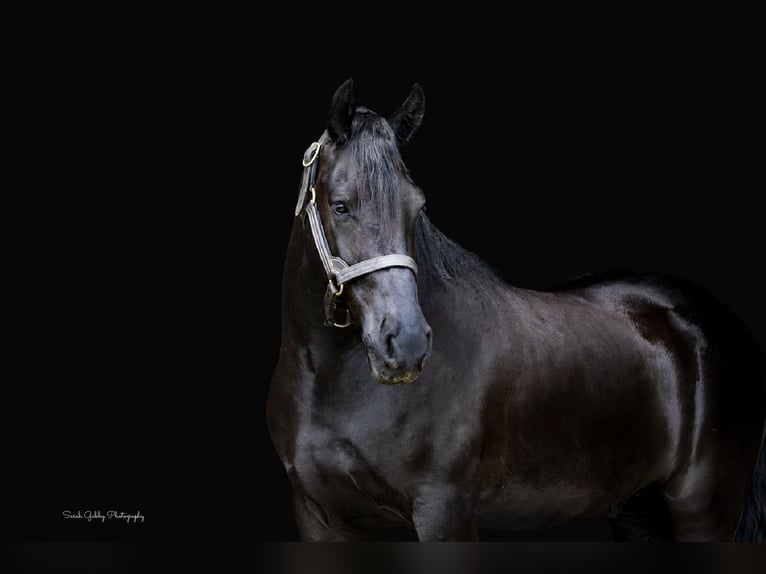 Frisones Caballo castrado 5 años Negro in Oelwein