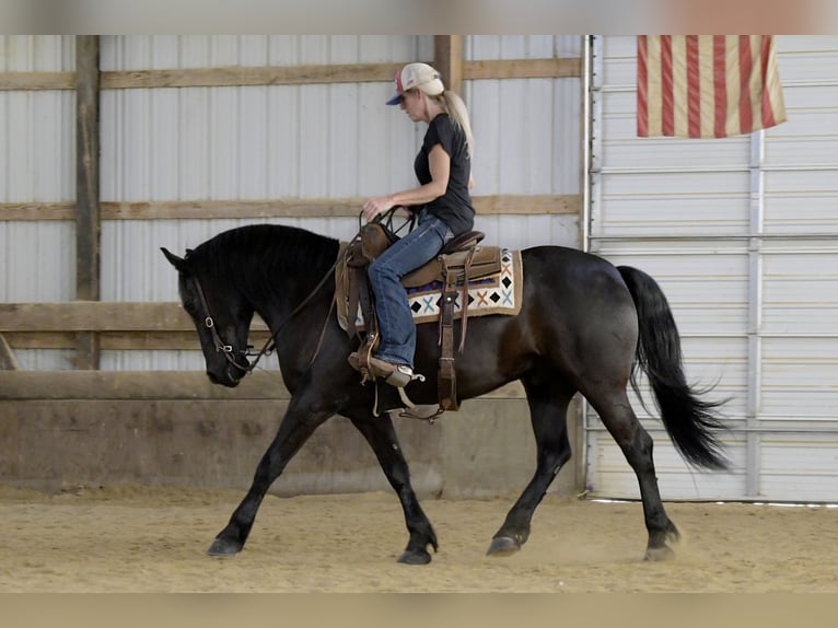 Frisones Caballo castrado 5 años Negro in Oelwein