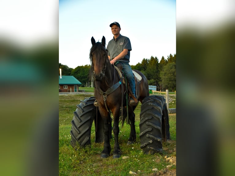 Frisones Caballo castrado 5 años Negro in Warsaw NY