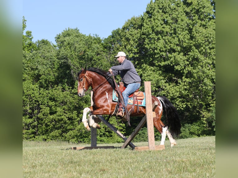 Frisones Mestizo Caballo castrado 5 años Pío in Mount Vernon