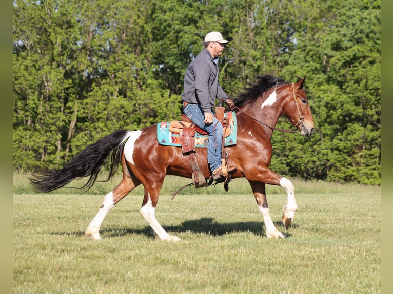 Frisones Mestizo Caballo castrado 5 años Pío in Mount Vernon