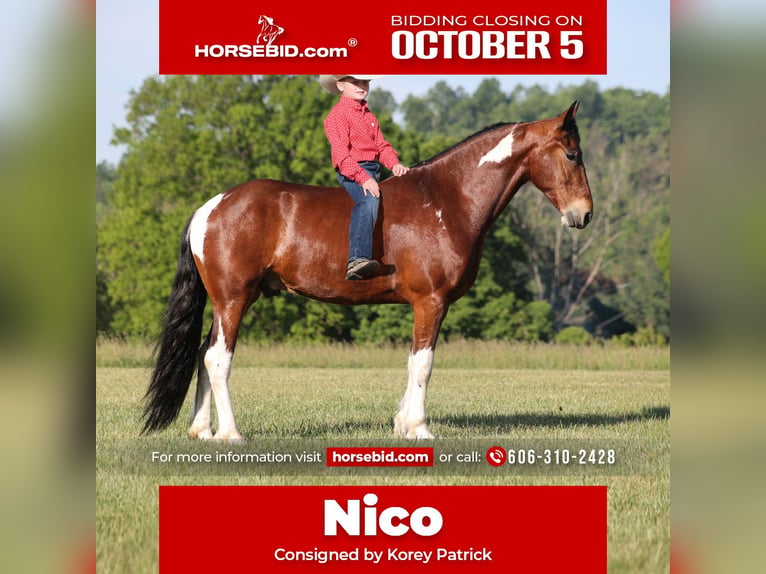 Frisones Mestizo Caballo castrado 5 años Pío in Mount Vernon