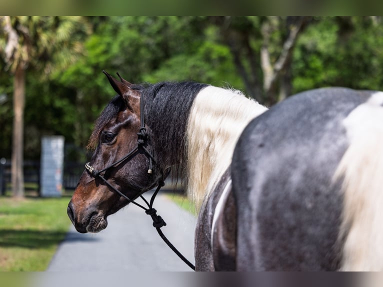 Frisones Mestizo Caballo castrado 5 años Ruano azulado in Ocala