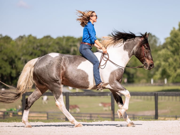 Frisones Mestizo Caballo castrado 5 años Ruano azulado in Ocala