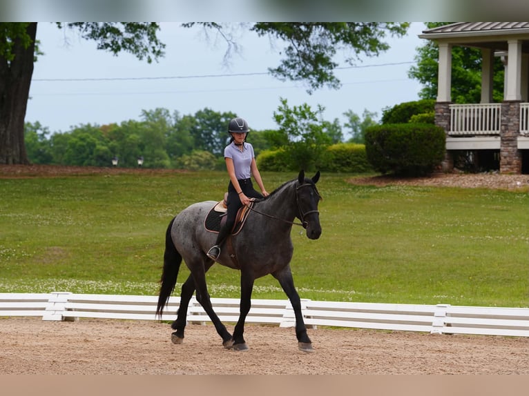 Frisones Mestizo Caballo castrado 5 años Ruano azulado in Clover, SC