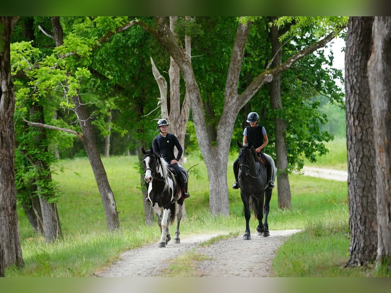 Frisones Mestizo Caballo castrado 5 años Ruano azulado in Clover, SC