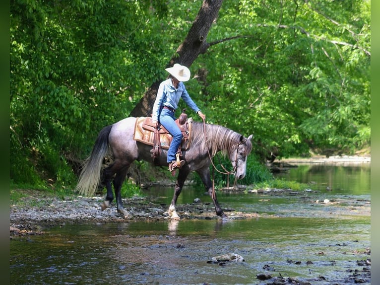 Frisones Mestizo Caballo castrado 5 años Tordo in Hardinsburg