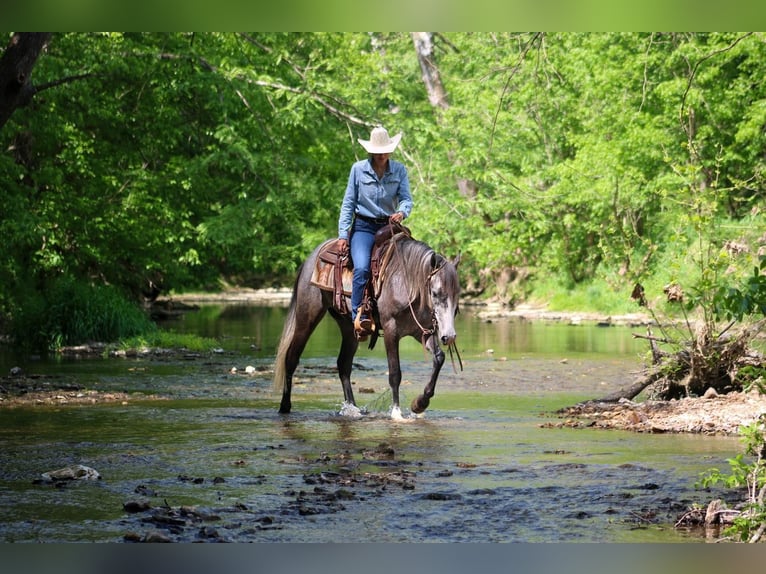 Frisones Mestizo Caballo castrado 5 años Tordo in Hardinsburg