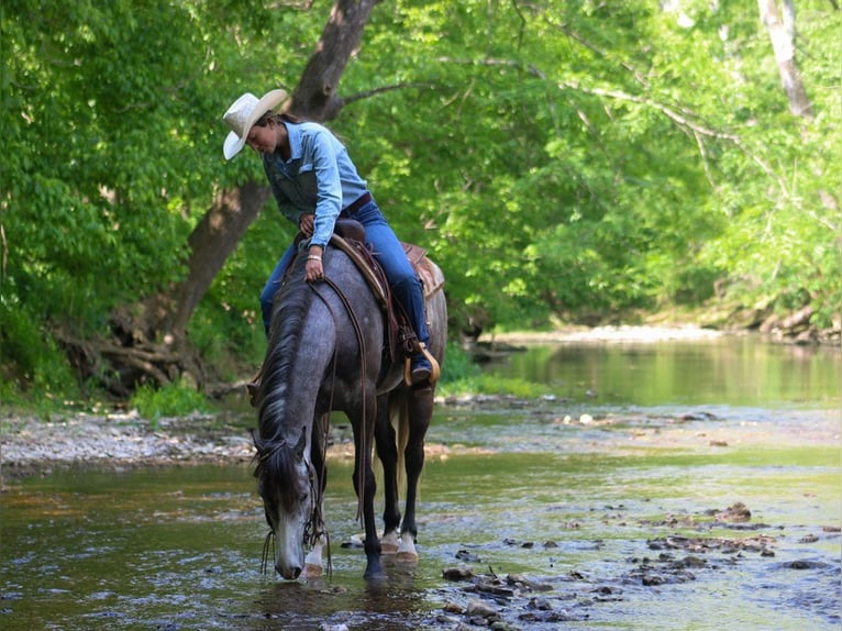 Frisones Mestizo Caballo castrado 5 años Tordo in Hardinsburg