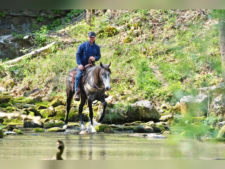 Frisones Mestizo Caballo castrado 5 años Tordo in Hardinsburg