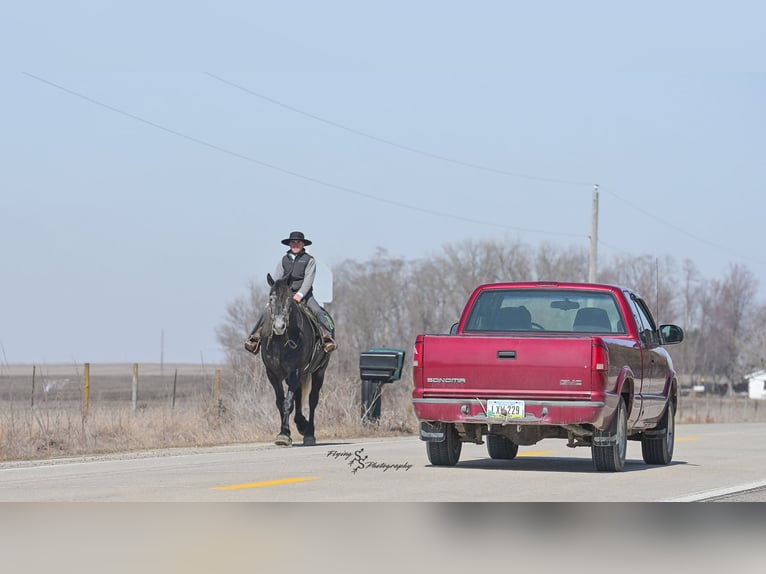 Frisones Caballo castrado 5 años Tordo in Fairbank IA