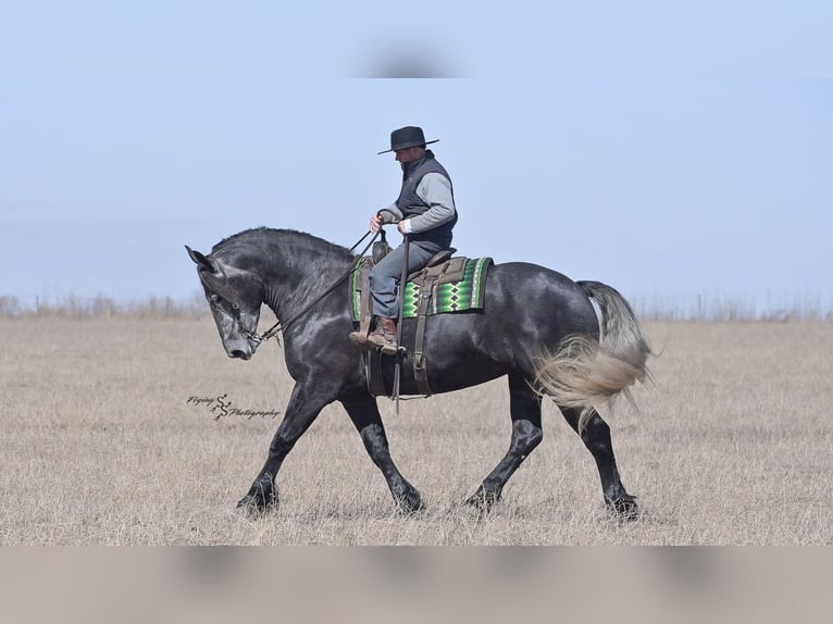 Frisones Caballo castrado 5 años Tordo in Fairbank IA