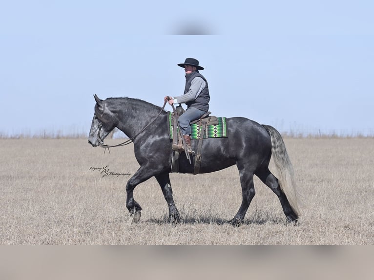 Frisones Caballo castrado 5 años Tordo in Fairbank IA