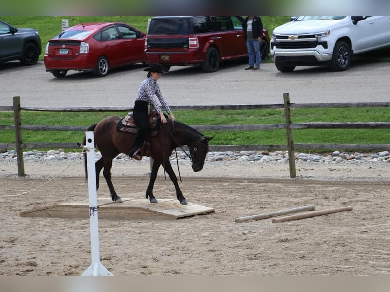 Frisones Caballo castrado 6 años 142 cm Negro in Howell MI