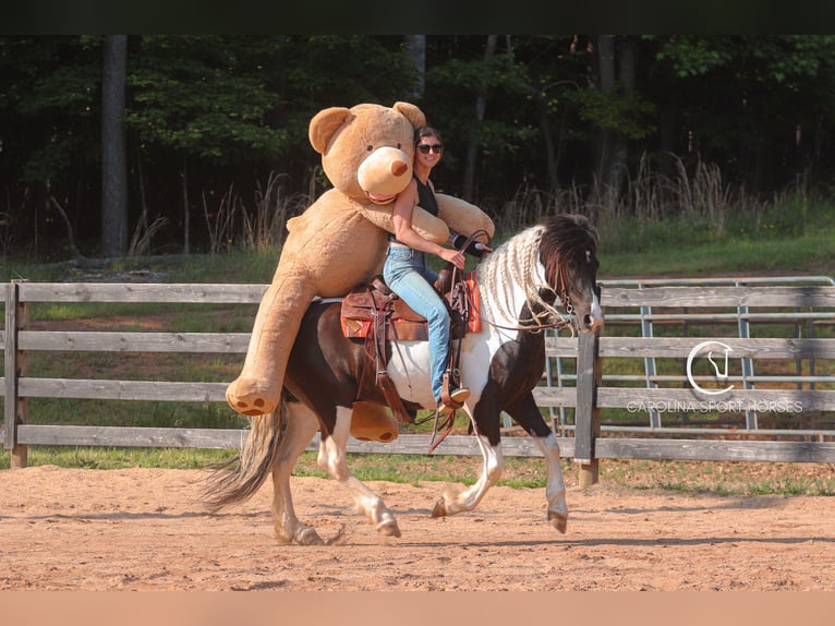 Frisones Mestizo Caballo castrado 6 años 150 cm in Clover, SC